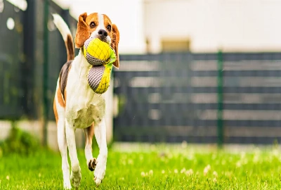 Pet-Friendly and Budget-Savvy: Escapes You Can Enjoy with Your Furry Friend