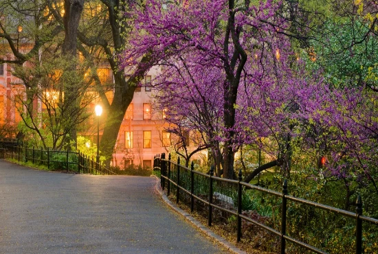 ​​​​​​Top Hotels Near Central Park for a Scenic Stay in NYC